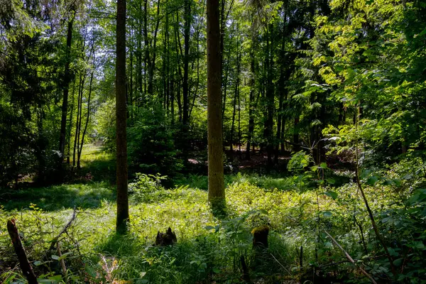 清澈的森林里明亮的阳光 — 图库照片