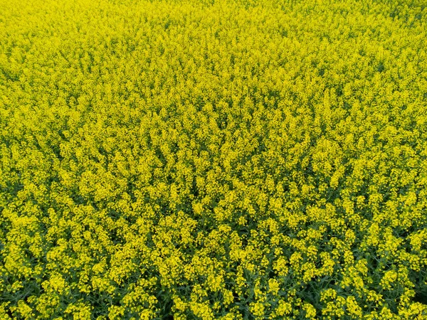 Вид Воздуха Поле Желтого Рапса Естественного Фона — стоковое фото