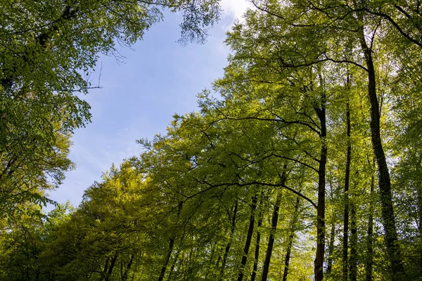 Ярко Зеленые Листья Лесу — стоковое фото