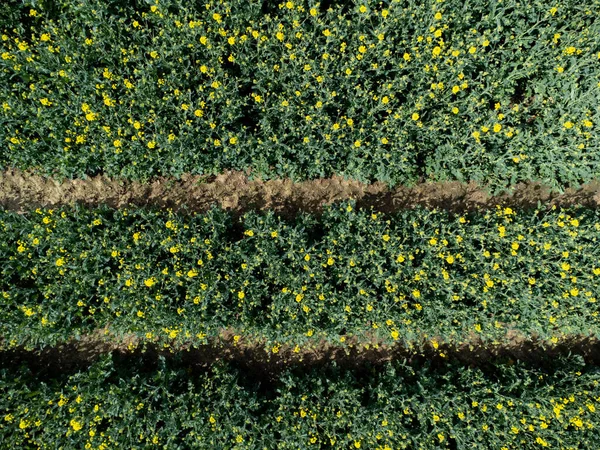 自然の背景のための黄色の菜の花畑でトラクタートラックの空中ビュー — ストック写真