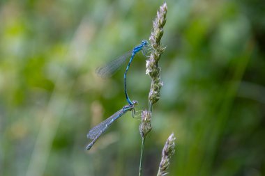 Gök böceklerinin çiftleşmesi, Coenagrion puella