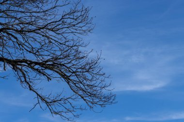 Mavi gökyüzünün önündeki çıplak dallar kopyalama alanı ile