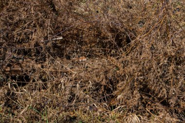 Arkaplan için kahverengi kuru eğrelti otu yaprakları