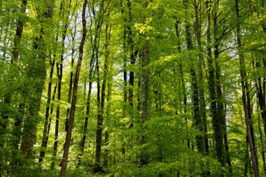 bir ormandaki parlak yeşil yaprakları