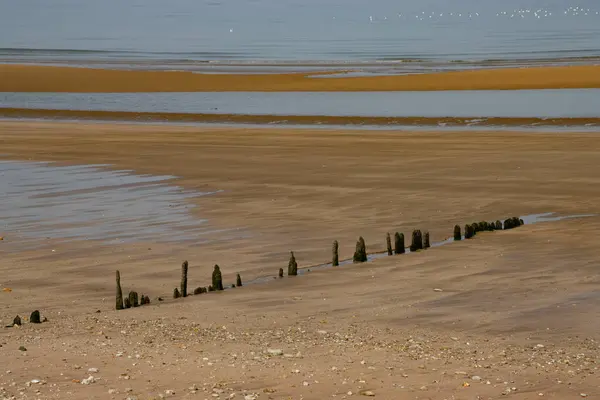 Старі Дерев Яні Стовпи Поспіль Пляжі — стокове фото