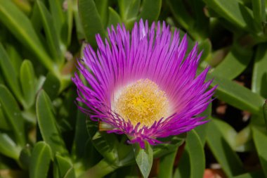 Kırmızı bir domuz çiçeğinin pembe çiçeğini kapatın, aynı zamanda Carpobrotus edulis, buz bitkisi veya domuz surat olarak da bilinir.