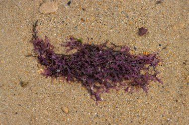 Kumsaldaki kumda yatan kırmızı yosunları kapat.