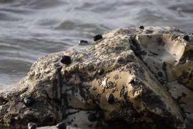 Lined top shells on a rock, also called Phorcus lineatus clipart