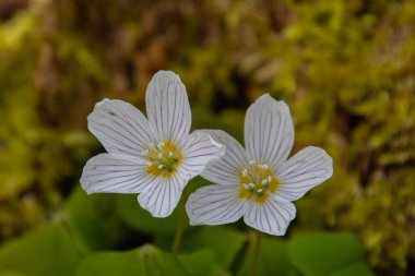 Ormanda yetişen ağaçkakan, Oxalis asetosella ya da Waldsauerklee olarak da bilinir.