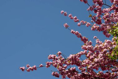 Mavi gökyüzünde izole edilmiş güzel pembe kiraz çiçekleri, aynı zamanda Sakura olarak da bilinir.