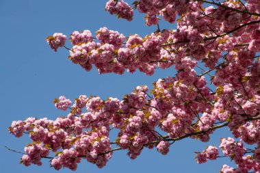 Mavi gökyüzünde izole edilmiş güzel pembe kiraz çiçekleri, aynı zamanda Sakura olarak da bilinir.
