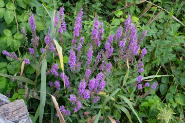 Mor Gevşeme, aynı zamanda Lythrum Salicaria olarak da bilinir.