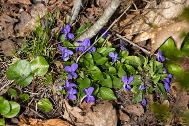 Kahverengi yapraklar arasında bir demet menekşe