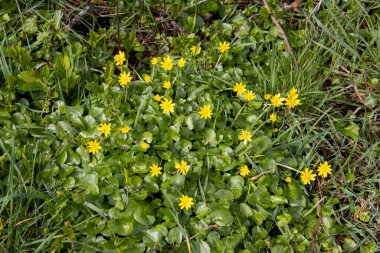 Daha az celandin çiçeği, filaria verna