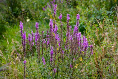 Mor Gevşeme, aynı zamanda Lythrum Salicaria olarak da bilinir.