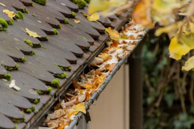 Rain gutter full of autumn leaves