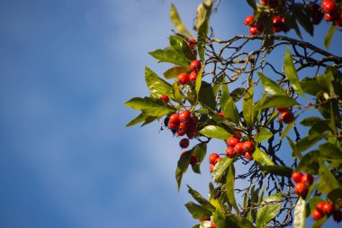 Beyazışık ağacının meyvesi, aynı zamanda Sorbus aryası ya da mehlbeere olarak da bilinir..