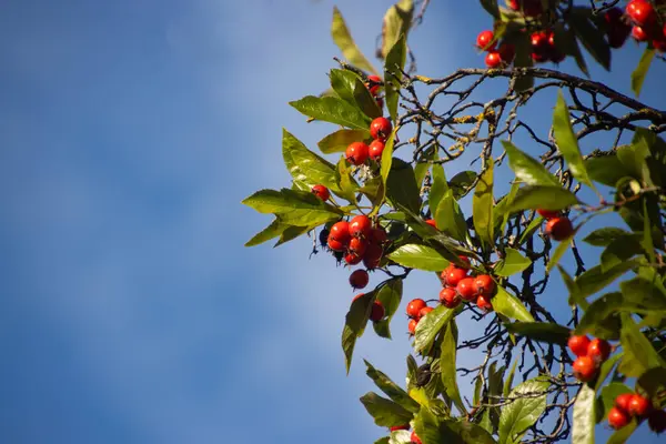 Beyazışık ağacının meyvesi, aynı zamanda Sorbus aryası ya da mehlbeere olarak da bilinir..