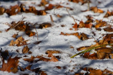 Renkli kahverengi ve turuncu sonbahar yaprakları karla kaplı zemine saçılmış. Sonbahardan kışa mevsimsel geçişi temsil eder, ışık ve gölgenin birleşimi doğanın dokusunu güçlendirir..