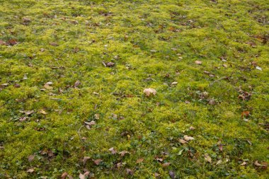 Çimlerde yetişen yosunların temizlenmesi gerekiyor..