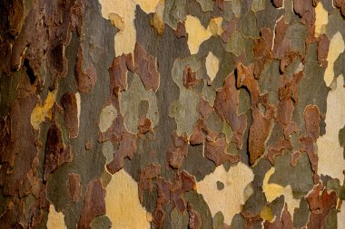 Detailed close-up of plane tree bark showcasing a variety of natural textures and earthy colors. Highlights the intricate patterns formed by peeling and layered bark surfaces. clipart