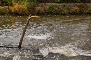 Yüzeyden çıkan ahşap bir kazık gibi berrak suyu olan sakin bir dere. Etrafı hafif dalgalarla çevrili.