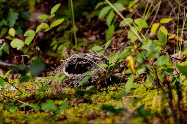 Doğal orman ortamında canlı yeşil yapraklarla çevrili boş bir kuş yuvası. Görüntü yalnızlığı, doğayı ve vahşi doğanın güzelliğini yansıtıyor..