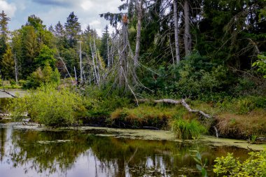 Yoğun yeşillik, sakin sular ve yansımalarla dolu sakin bir doğal manzara. Dokunulmamış doğanın ve huzurun güzelliğini vurgular..