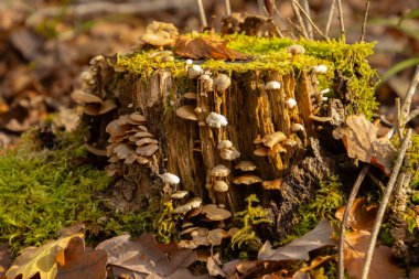 Çeşitli mantarlar ve düşmüş kahverengi yapraklarla bezenmiş bir sonbahar ormanında yosun kaplı ağaç kütüğü, sonbaharın canlı renklerini ve doğal büyüme döngülerini gözler önüne seriyor..
