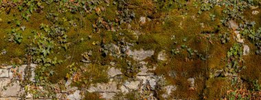 Yosun ve sarmaşıklarla bezenmiş, doğal ve dingin bir estetik yaratarak el değmemiş yeşilliği anımsatan, karmaşık bir taş duvar manzarası. Doğa, sükunet ve korunma temaları için mükemmel..