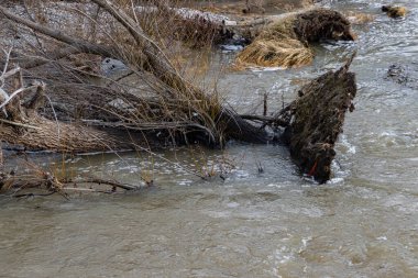 Devrilen ağaçlar, seyrek bitki örtüsüyle çevrili akan bir nehrin kenarında uzanır ve doğal ve dinamik bir su manzarası yaratır. Görüntü, karayla su arasındaki etkileşimi sakin bir şekilde yakalar..