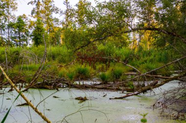 Bereketli yeşil bitkiler, devrilmiş ağaçlar ve bitkilerle benekli sakin su içeren sakin sulak arazi sahnesi. Orman manzarası dokunulmamış bir güzellik ve doğal sükunet hissi yayar..