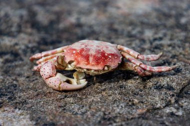 Doğal ortamında dokulu kayalık bir yüzey üzerinde dinlenen kırmızı bir yengecin canlı tasviri, deniz yaşamının karmaşık detaylarını gözler önüne seriyor..