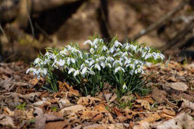 İlkbaharın başlarında düşen yaprakların arasından kardamlaları çıkar. Bu narin beyaz çiçekler mevsimsel geçişler sırasında ormandaki umudu, yenilenmeyi ve doğanın güzelliğini simgeler..