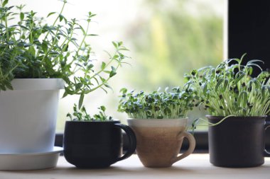Limnophila geoffrayi Bonati ve Kaiware kapalı alanda sebze yetiştiriyor.