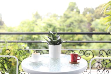 Hahnii küçük yılan bitkisi ve beyaz ve kırmızı kahve fincanı cam masa balkonunda.