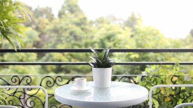 Hahnii küçük yılan bitkisi ve beyaz kahve fincanı cam masa balkonunda.