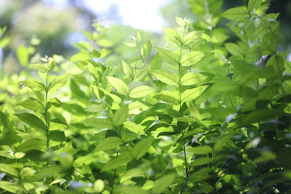 Πράσινο Φρέσκο Wrightia Religiosa Benth Φύλλα Κάτω Από Φως Του — Φωτογραφία Αρχείου