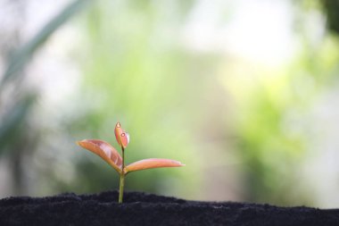 gül elması filizleri yetişiyor