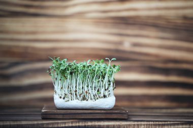 Alfalfa mikro yeşil sebzeler ahşap arka planda dikiliyor.