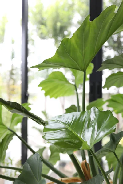 Exuberante Gigante Philodendron Planta Indoor Crescente — Fotografia de Stock