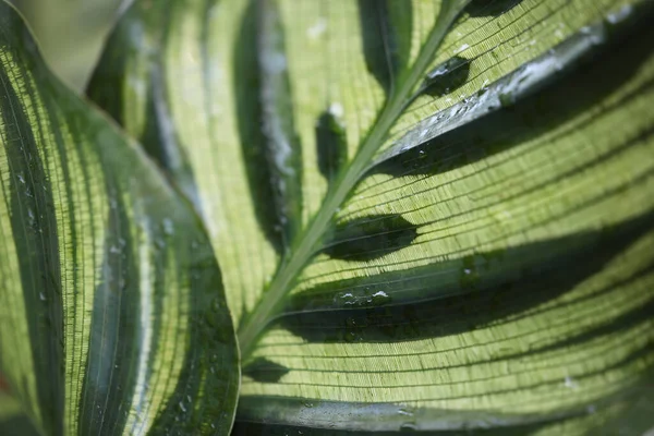 Goeppertia Makoyana Peacock Plant Leaf Texture Surface Macro Closeup — Stock Photo, Image