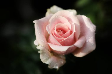 Soft pink rose with dark green background