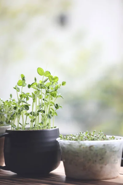 tomiao and Alfalfa sprout growing indoor vegetable planting