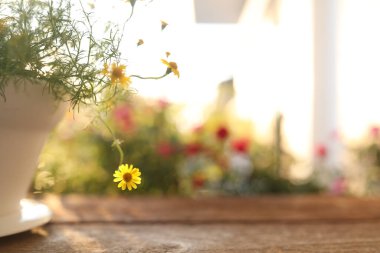 Yellow daisy in a white pot on wooden table