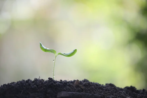 Small Cucumber Sprout Plant Growing — Stock Photo, Image