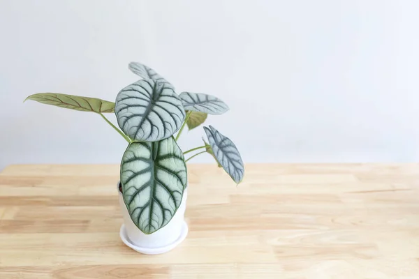 stock image Baginda Silver Dragon plant pot on wooden table