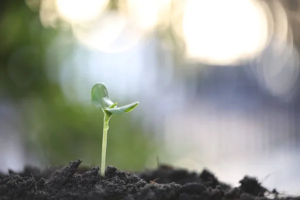 Green Wachsende Cantaloupe Pflanze Mit Dunkelbraunem Feststoff — Stockfoto