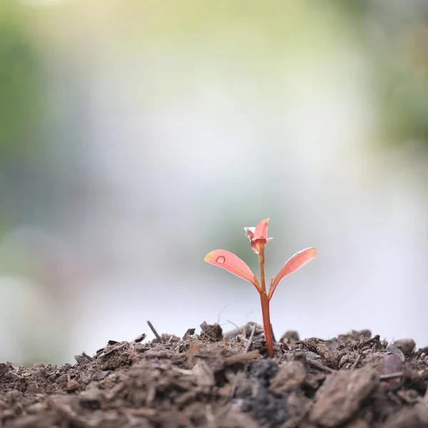 Mici Plante Roșii Creștere — Fotografie, imagine de stoc