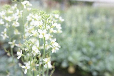 Çin lahanası çiçeği. Yaklaş.